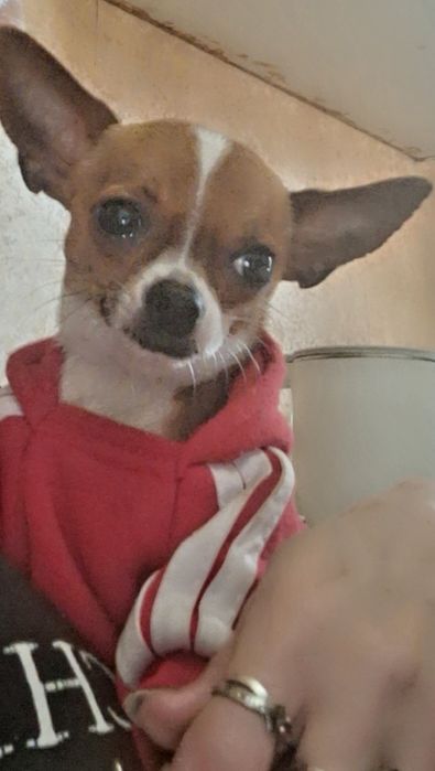 Ищем сучку для вязки породы собаки чихуахуа гладкошорстные