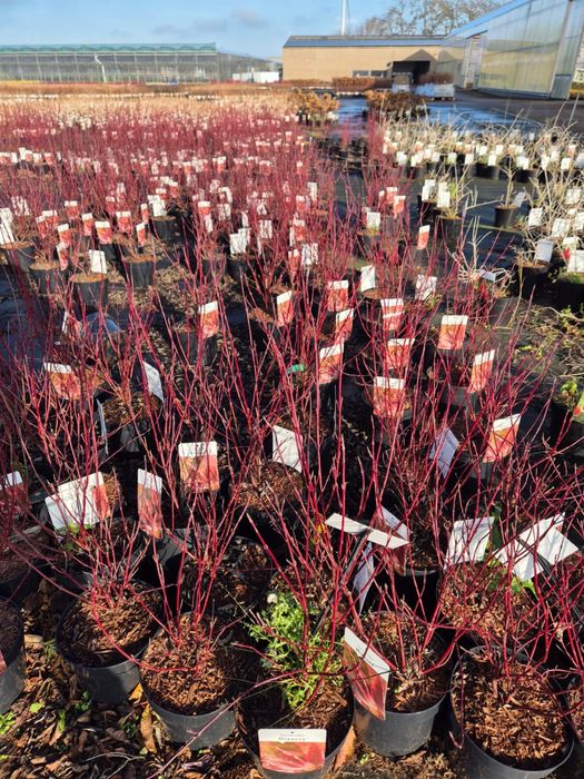 Кизильник Блестящий