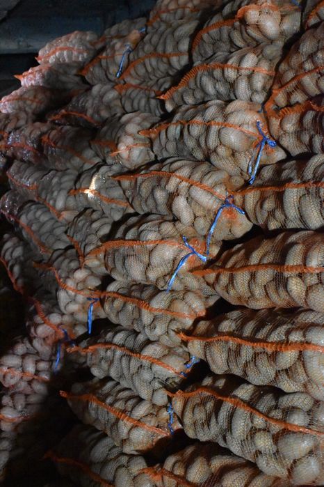 Cartofi albi de consum