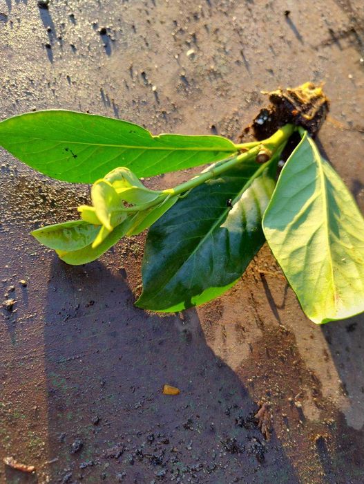 Laur englezesc Prunus Laurocerasus  Novita, Caucasica  10-25cm