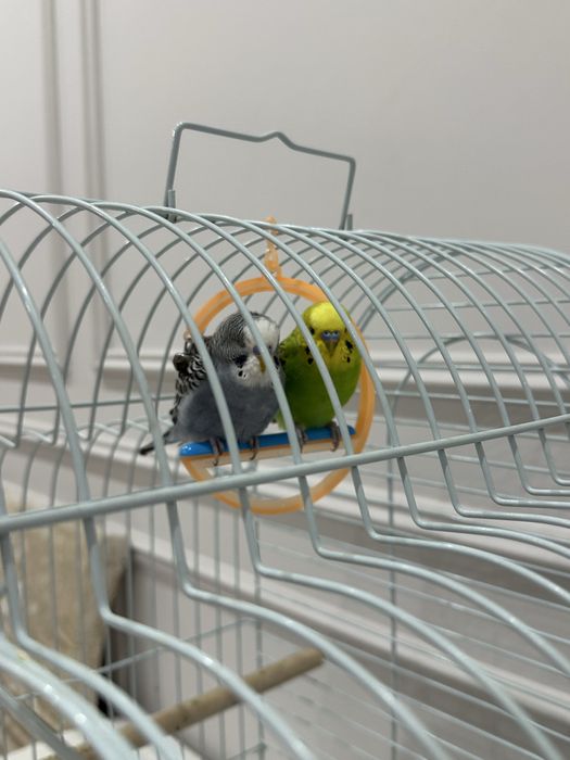 Волнистые попугаи