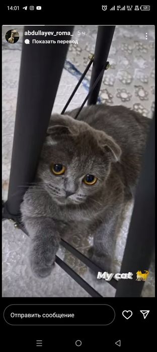 Продается Кот на 100 доллар