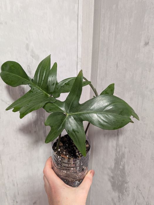 Продам филодендрон сорта Florida Green