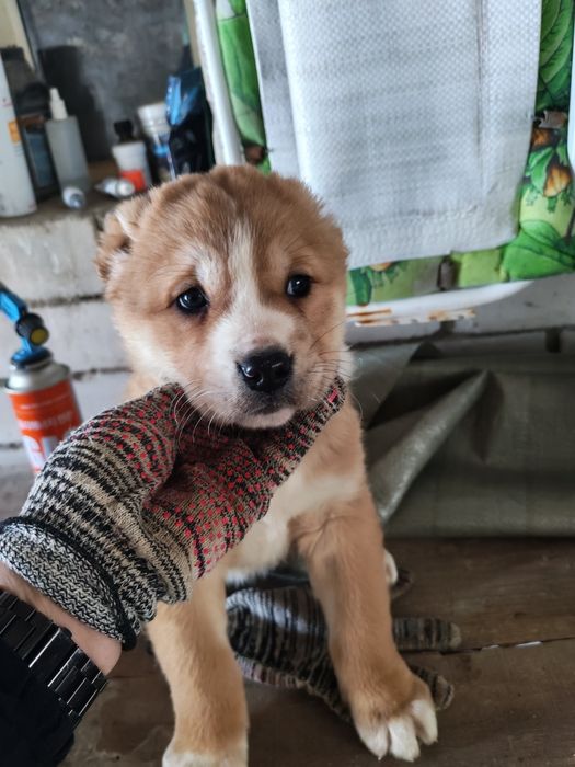 Продам щенков САО.