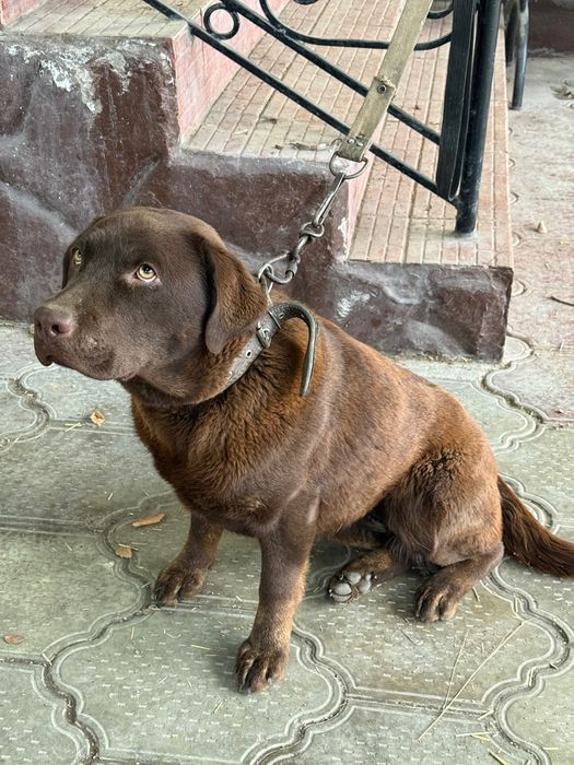 Продам лабрадор ретривер