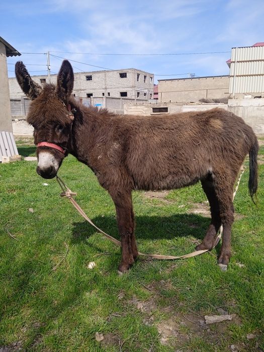 Азиялық порно порно залы