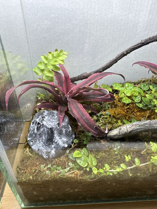 Продам закрытый флорариум