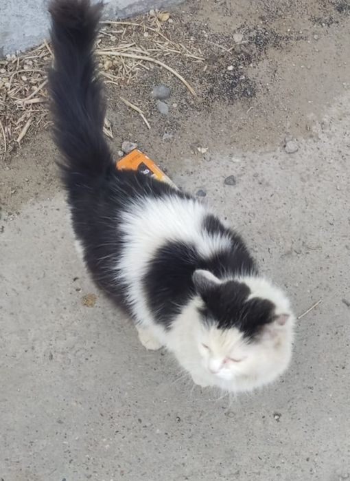 Стерилизованная кошечка !