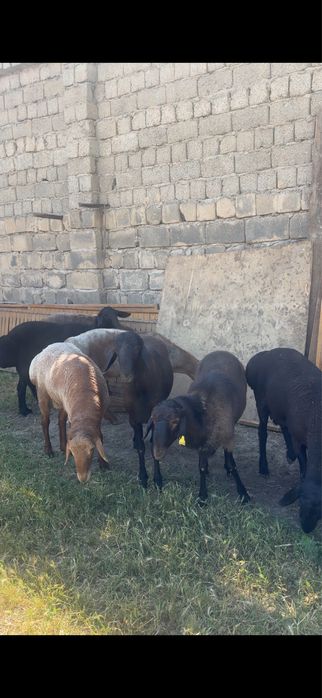 Qochqorla sotiladi qurbonlilaga arzon narxlada