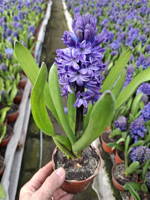 Primule, zambile 1 martie