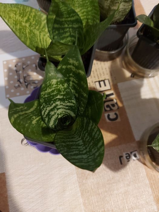 Сансевиера Хани.