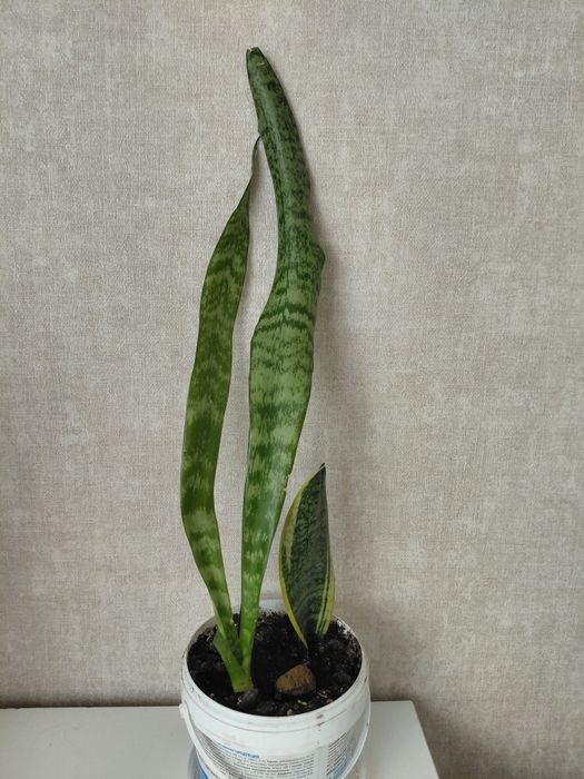 Цветый компания, разные