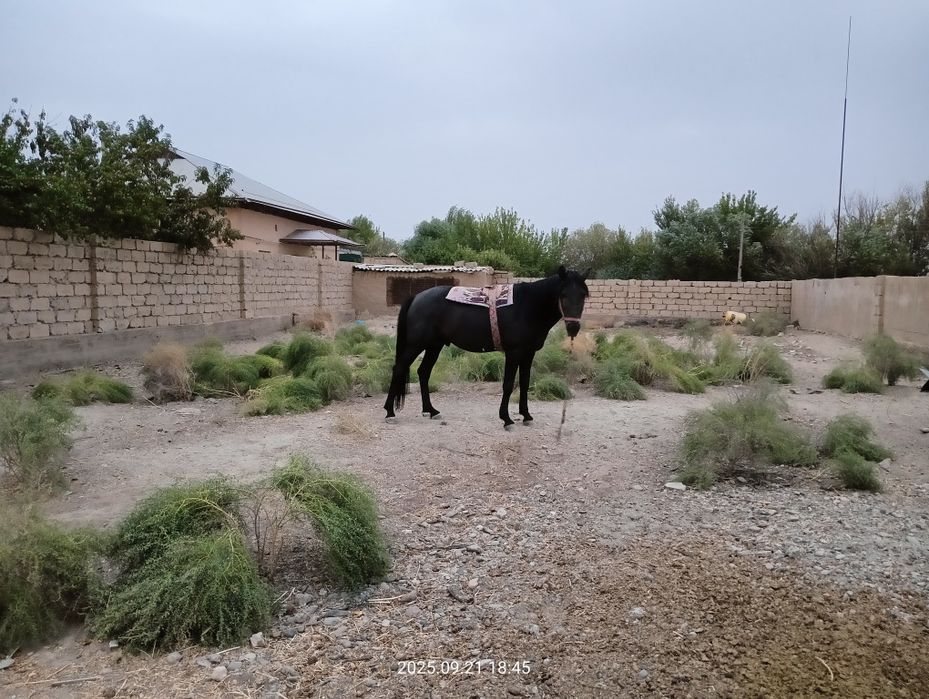 Ot sotiladi kõpkari ot