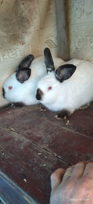 Iepuri california și fluture german uriaș.