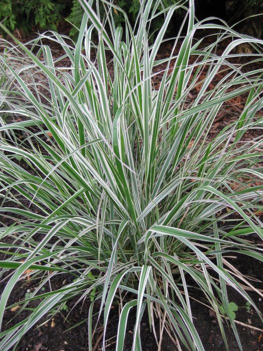 Садовые Цветы ,растения