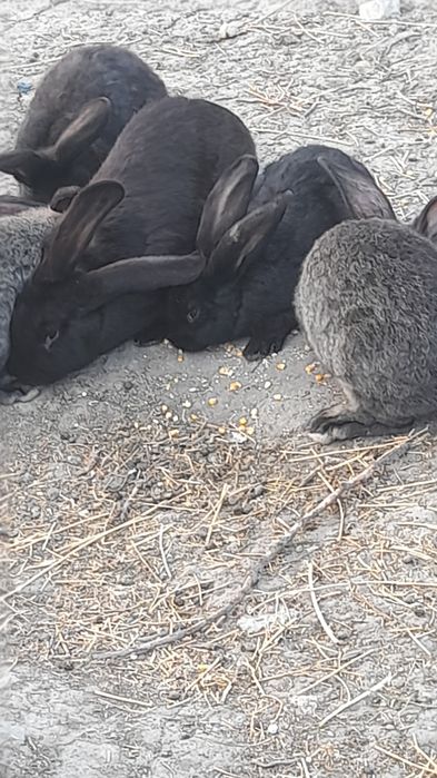 Se vinde 10 epuri uriaș german