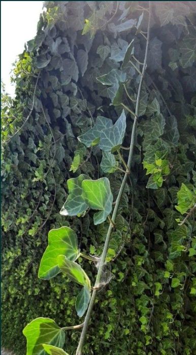 Vând iedera tot timpul verde