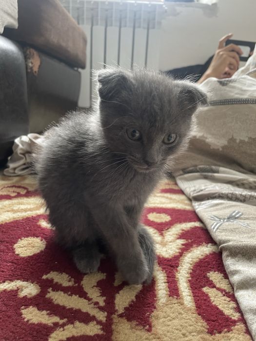 Серый котенок добрые руки