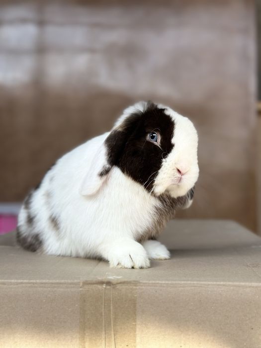 Minilop Splint – Juftlashtirish Xizmati