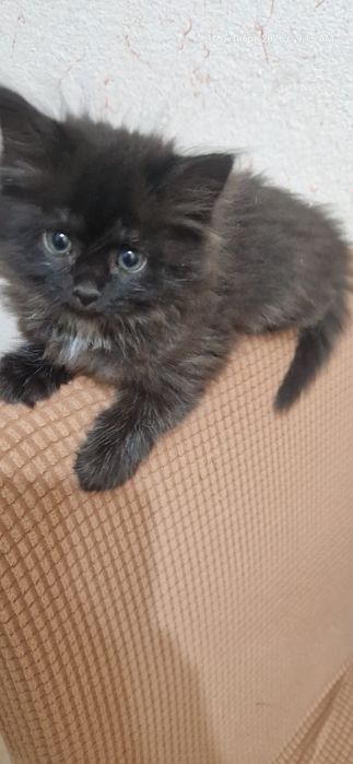 Котёнок, отдам в хорошие руки
