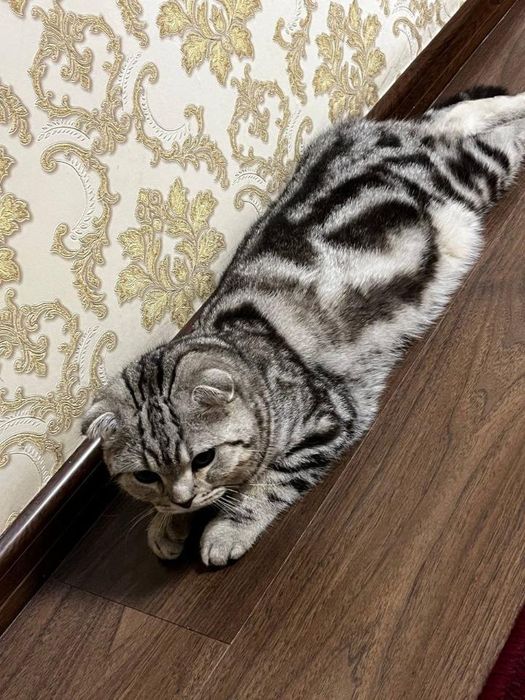 Skotish fold asl nasab