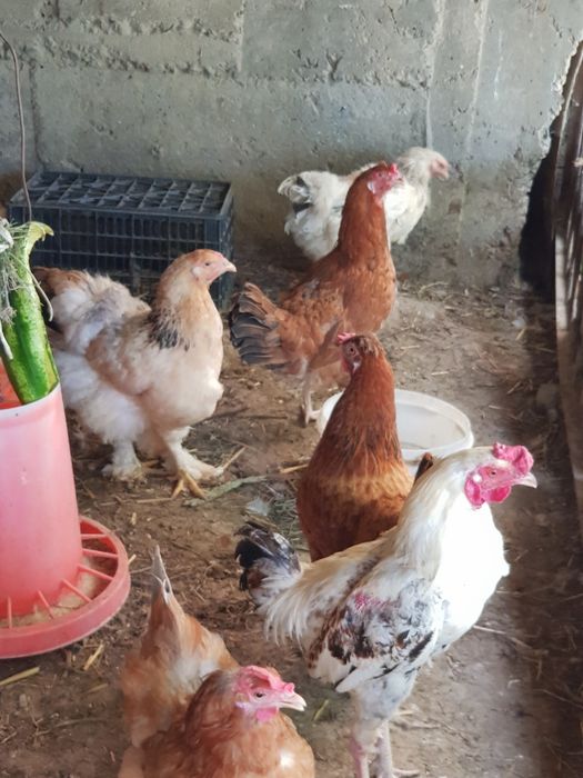 Домашняя курица тоуклар