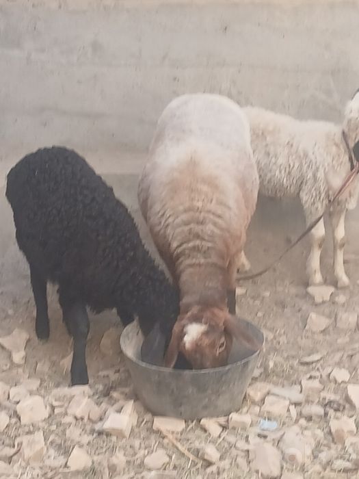 Qazoqilar sotiladi