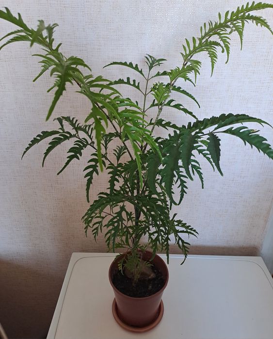 Продам комнатные цветы