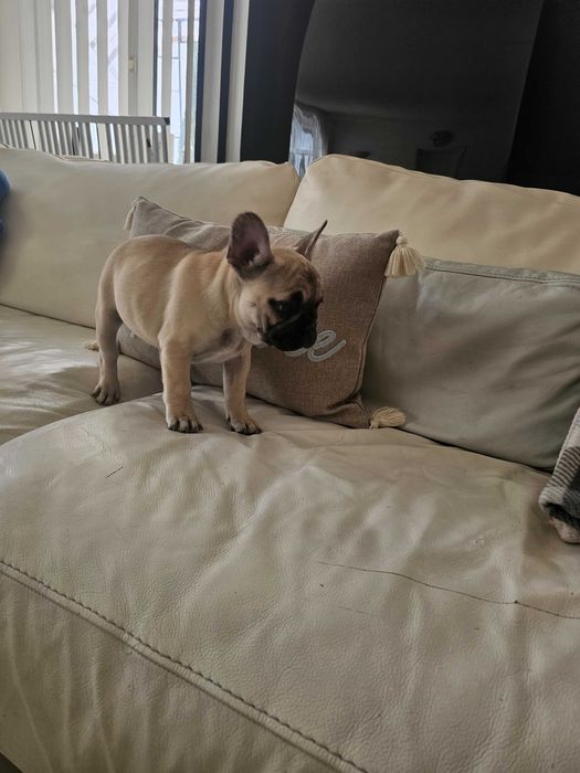 Френски булдочета