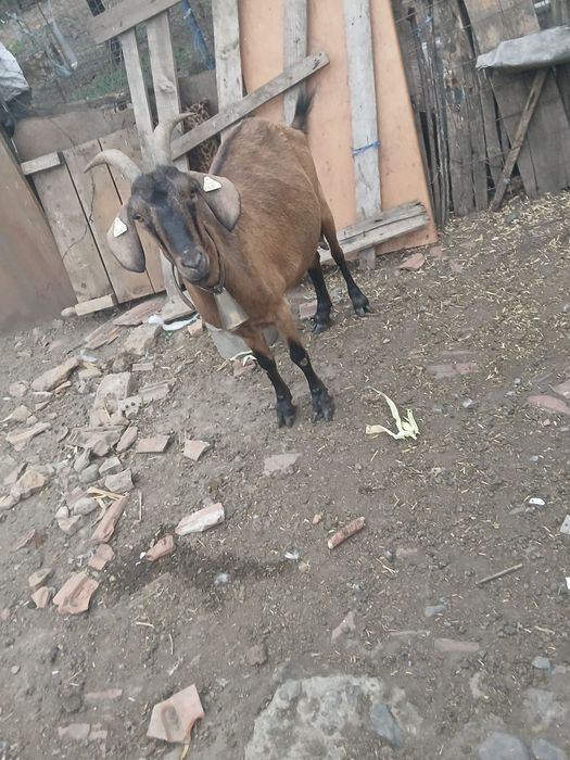 Vand sau schimb  capra anglonubian la a3a fătare