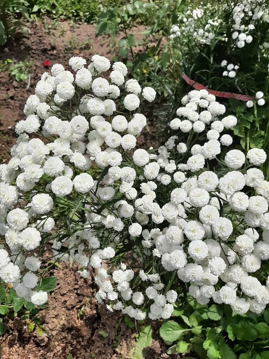 Садовые растения