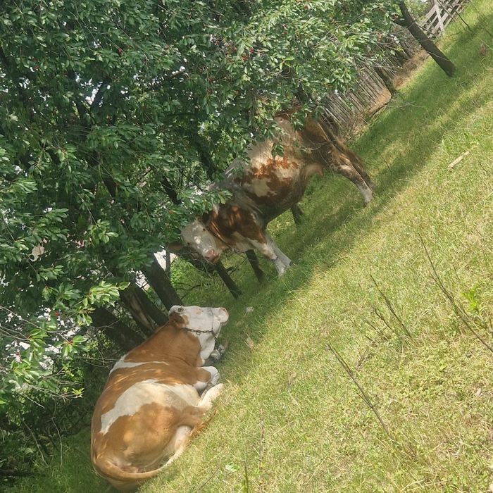 Vaca Baltata Romaneasca