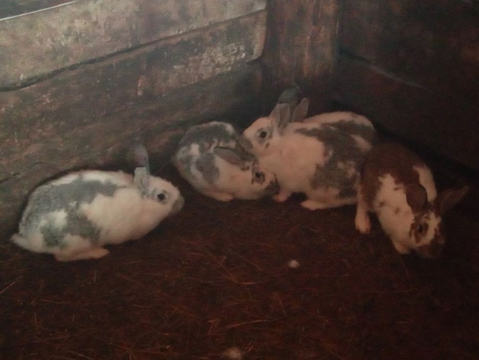 По 5 тыщ кролики 8 месячные