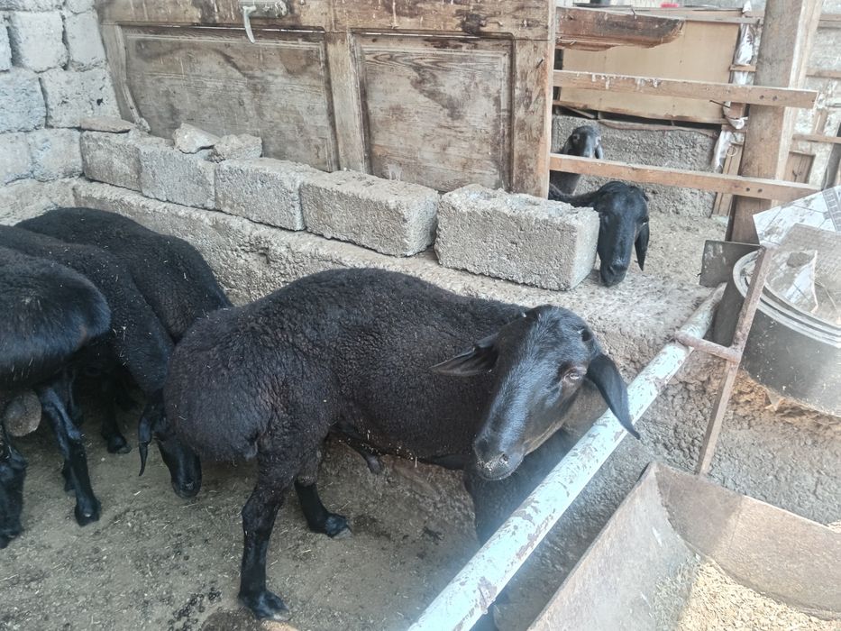 Qoy куй кой qochqorlar sotiladi Aqiqa va toy marosmlar