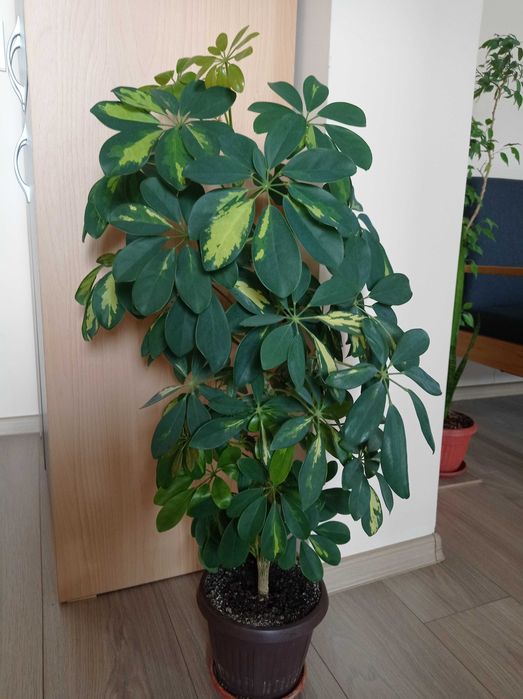 Шефлера. Цвете за стайно отглеждане.