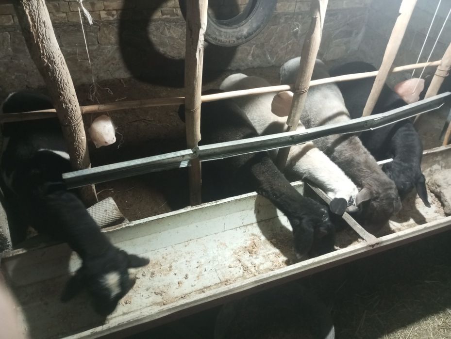 Кучкорла сотилади