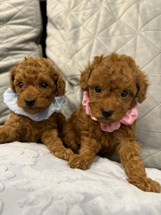 Той пудел//Пудел той