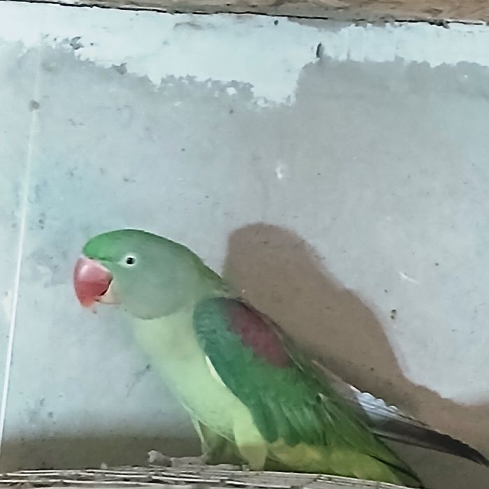 Александрийские попугаи.