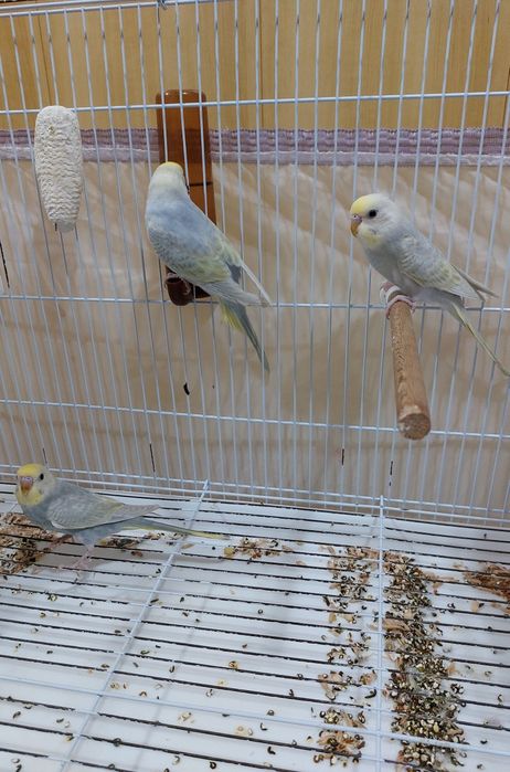 Продаются радужные попугаи молодые.