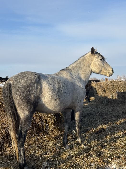 7 жасар айғыр.