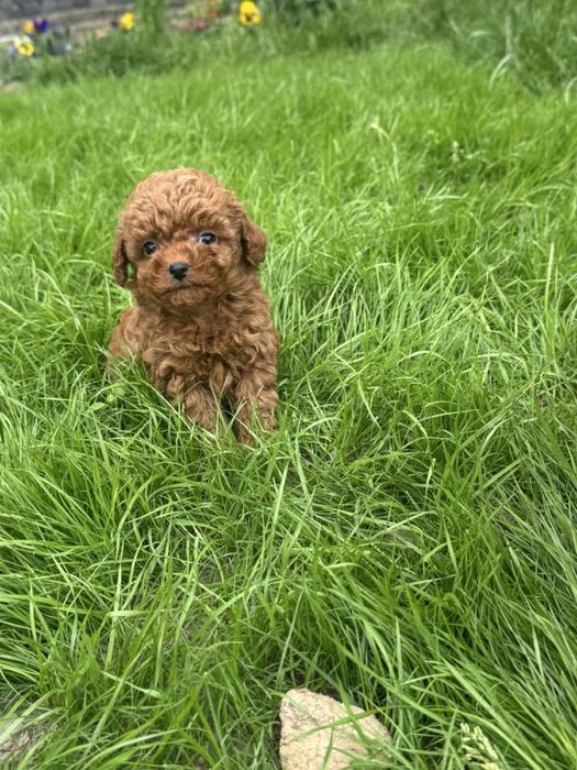 Пудел Той/Poodle Toy