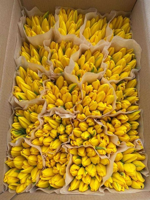 Премиальные местные тюльпаны оптом