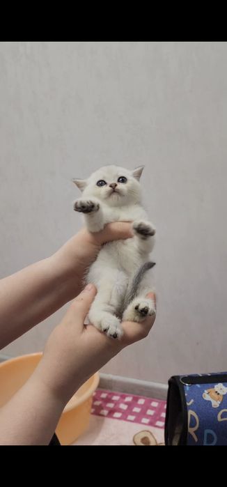 Зоттор чиройли мушукчалар