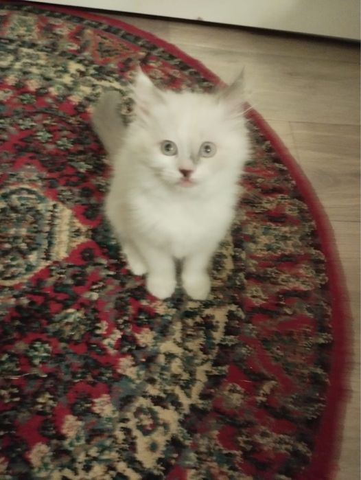 Продаются котята