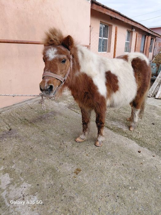 Пони шарено женско