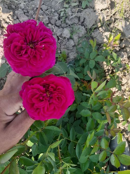 Штамповий роза гулларимиз сотувга таййор. 1-2-3 йиллик