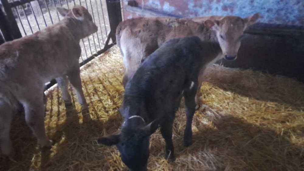 Продам телята и теолочки