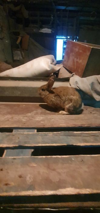 Шымкент  срочный продаю