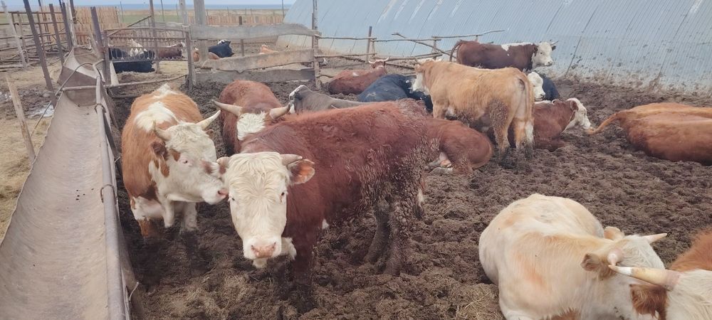 Продажа бычков 44 гол