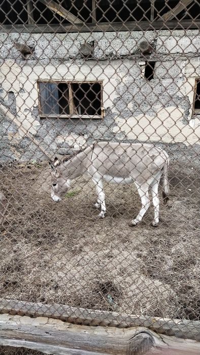 Ишачиха 8 лет сильная